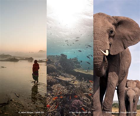 WWF conserves our planet, habitats, & species like .